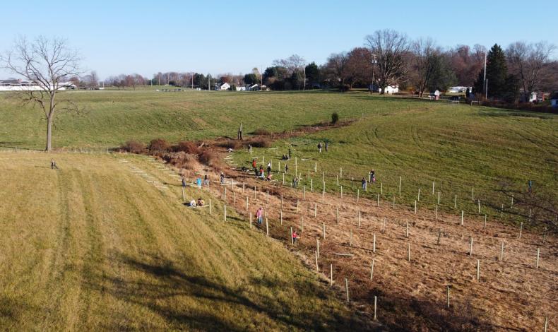 Tree planting